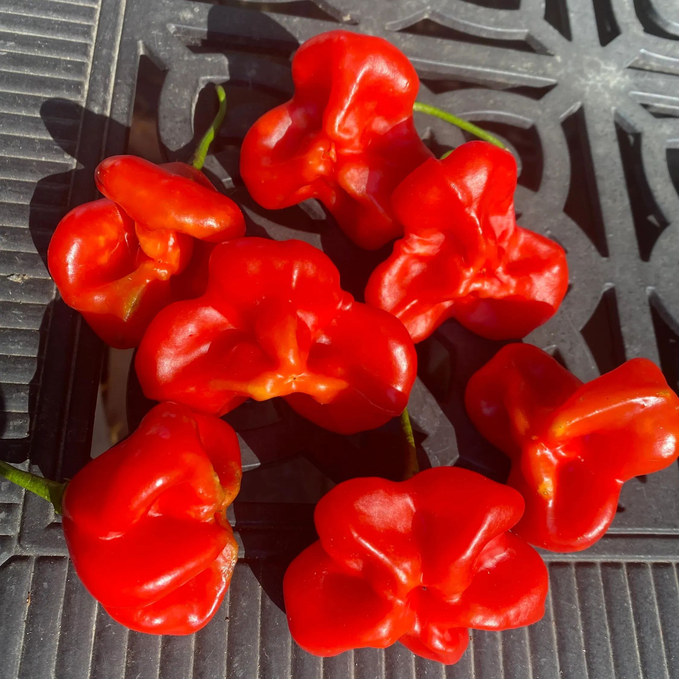 🥳Cute Hat👒-🎐Chili Pepper Seeds🌶️