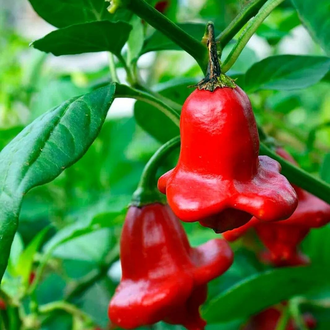 🥳Cute Hat👒-🎐Chili Pepper Seeds🌶️