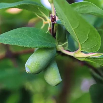 🎇🥰Longevity Fruit-Sweetberry Honeysuckle Seeds🫐