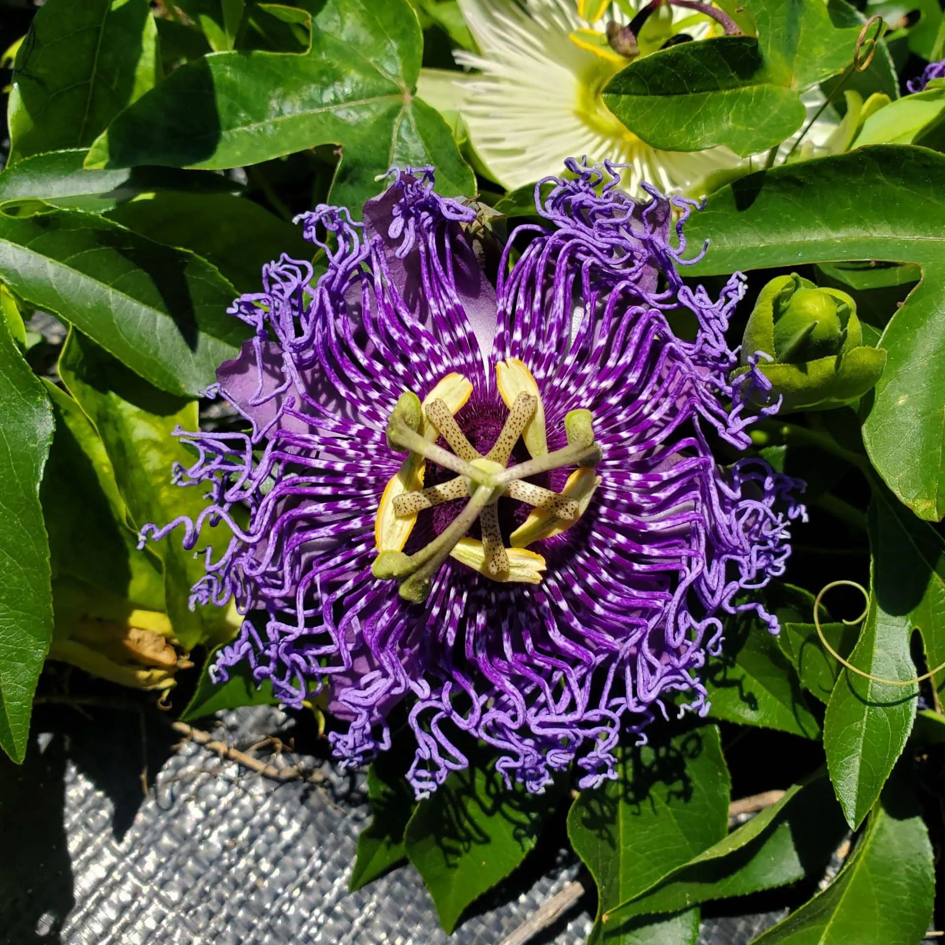 💙🌼Bluecrown Passionflower Seeds