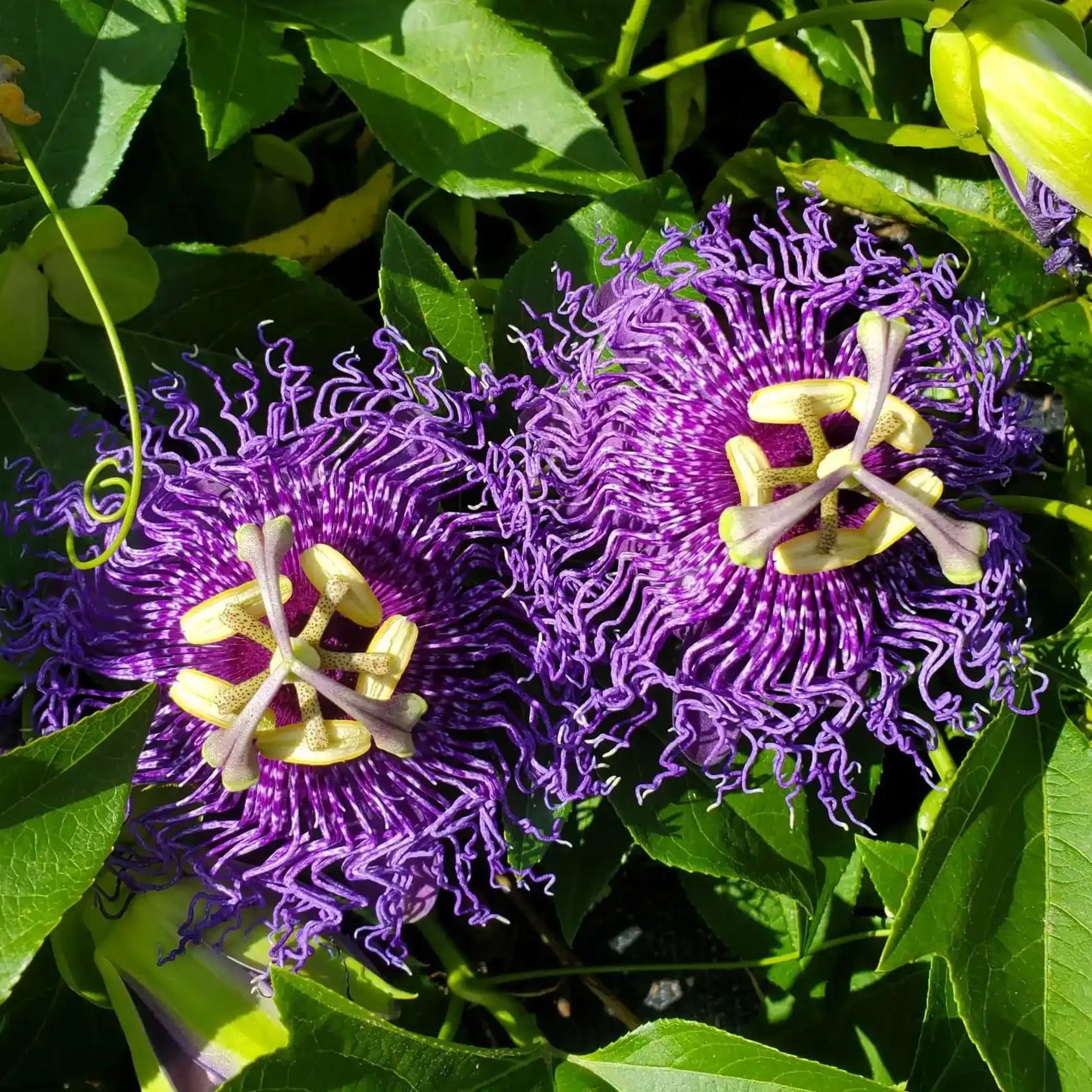 💙🌼Bluecrown Passionflower Seeds