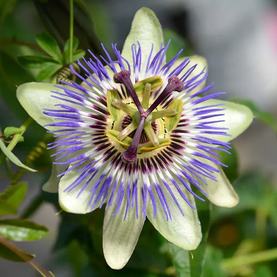 Bluecrown Passionflower Seeds