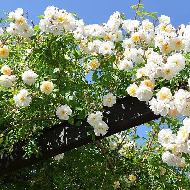 50pcs/Bag Climbing Rose Seeds