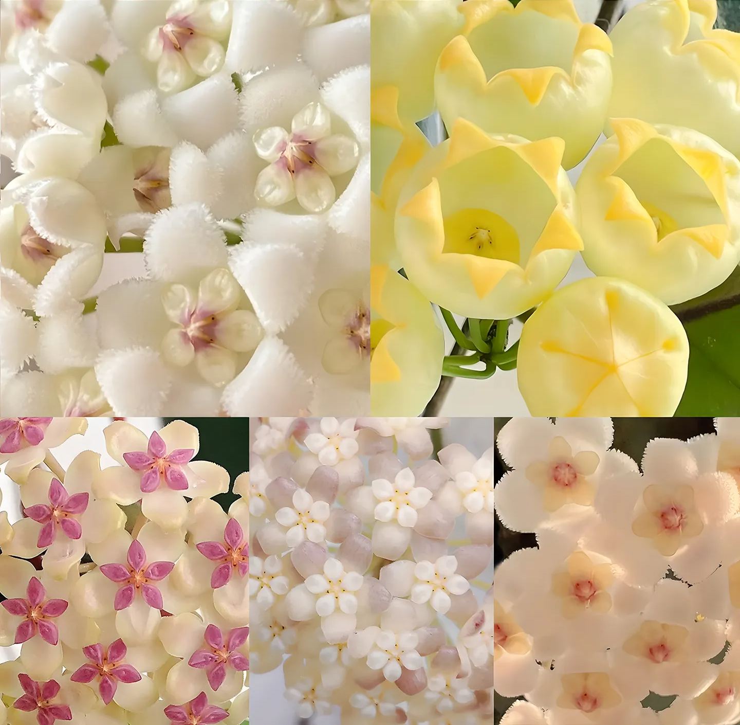 Immortal Velvet Flower Seeds