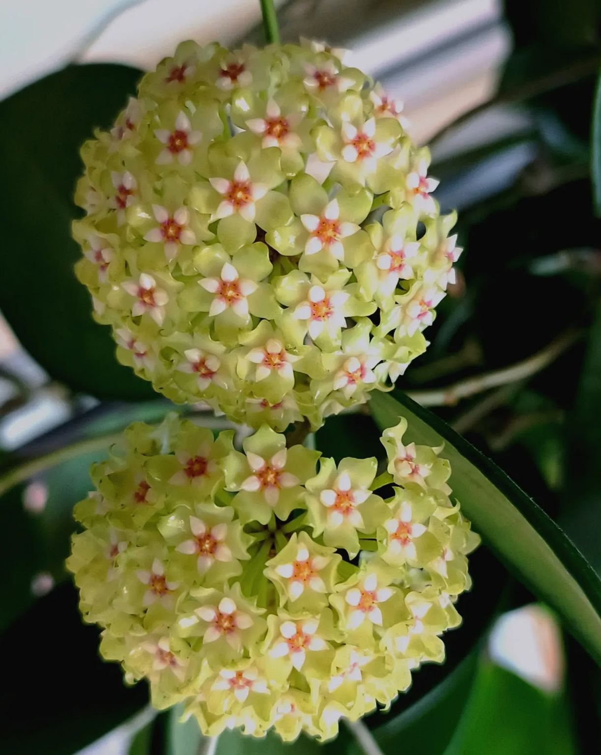 Hoya carnosa