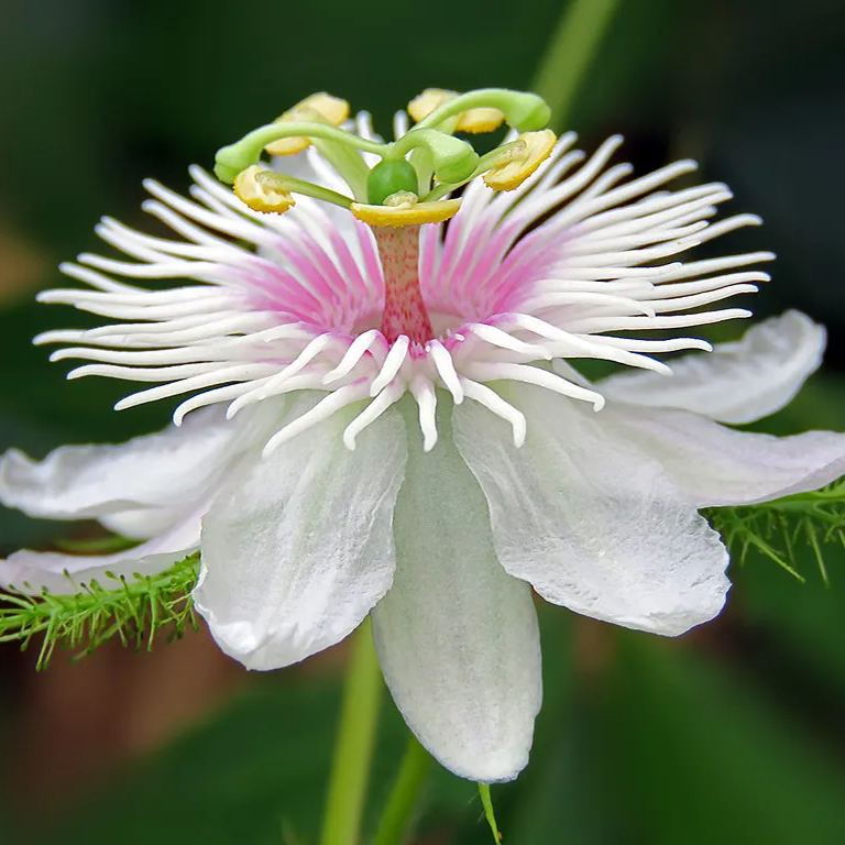 💙🌼Passionflower Seeds