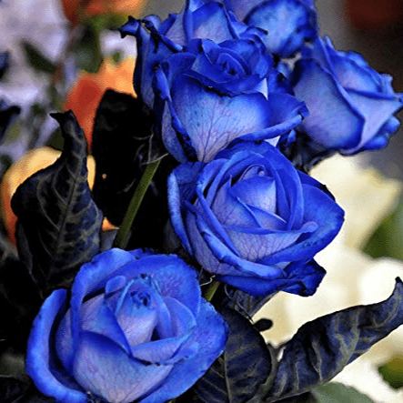 💙Blue enchantress Rose Seeds✨