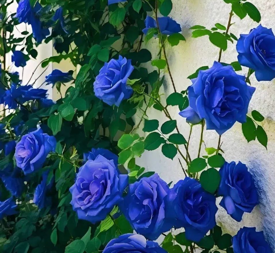 52% OFF✨100 Pcs Rare Climbing Rose Seeds🌹