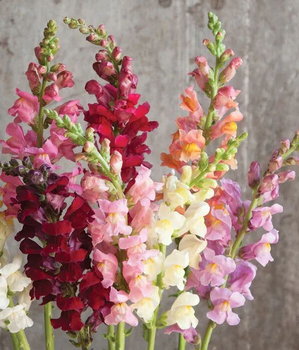 Rainbow Mix Snapdragon Seeds