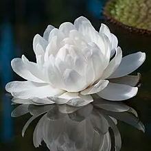  Amazon King Lotus Seeds