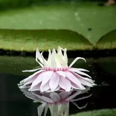  Amazon King Lotus Seeds
