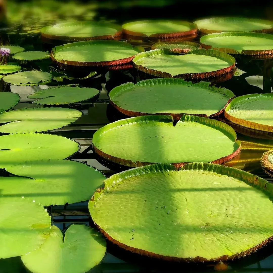  Amazon King Lotus Seeds