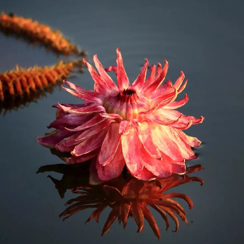  Amazon King Lotus Seeds