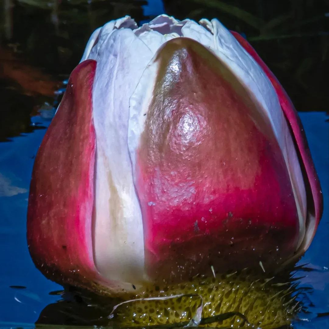 Fickle Goddess- Amazon King Lotus Seeds