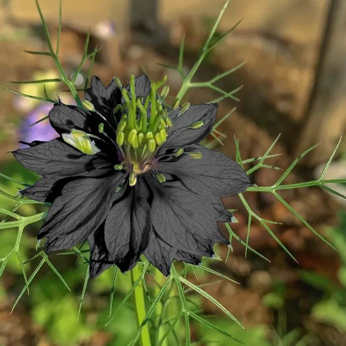 Nigella Black Countess Seeds