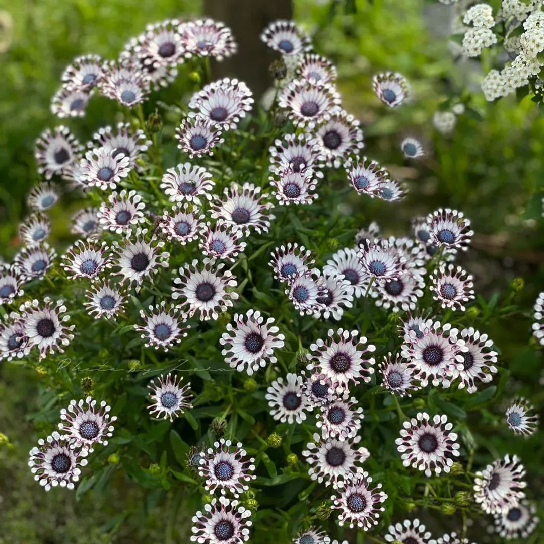 👾🌼Osteospermum 'margarita White Spoon' Seeds