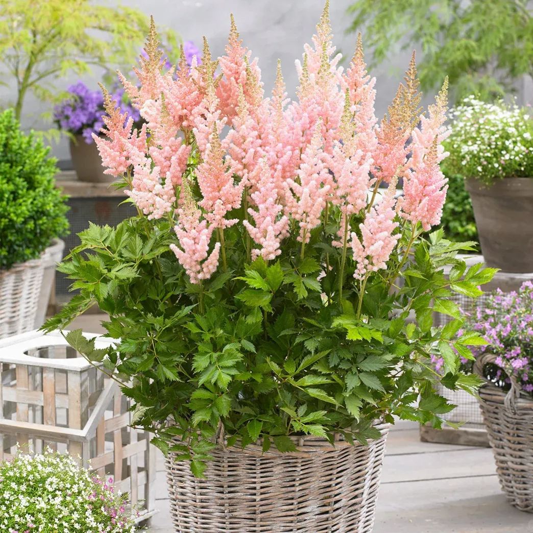 astilbe