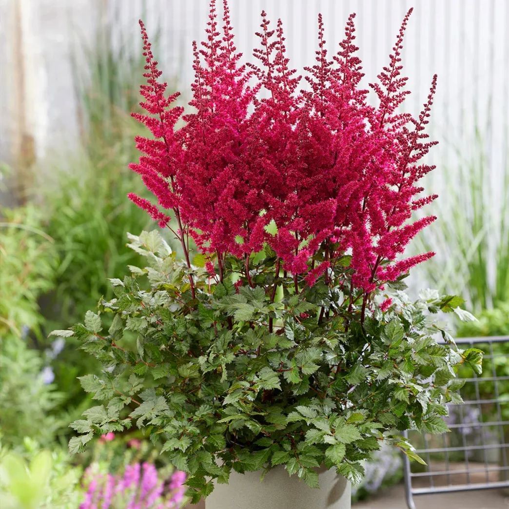 astilbe