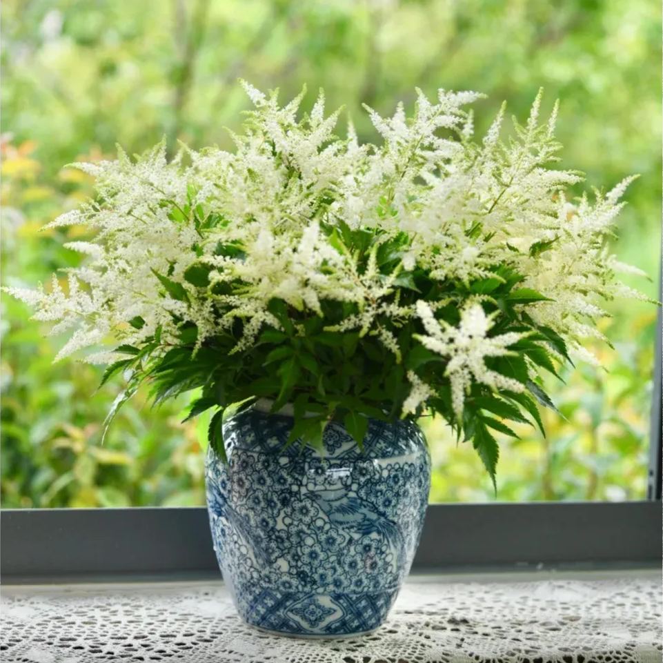 👰Bride's Boudoir🏡-Astilbe Chinensis Seeds🌼