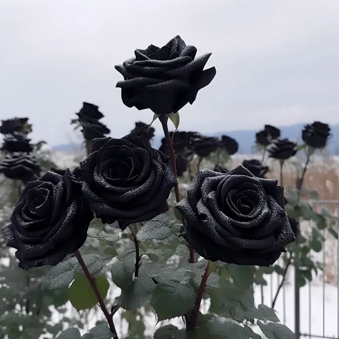 Erdor Black Rose Seeds