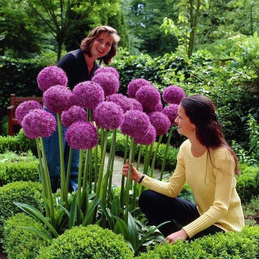 🌼🧑‍🌾Giant Allium Giganteum Seeds