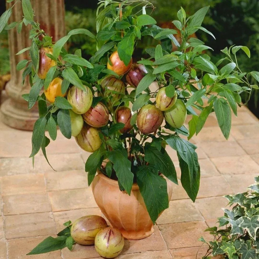 The Fire Of Life-Ginseng Fruit Seeds