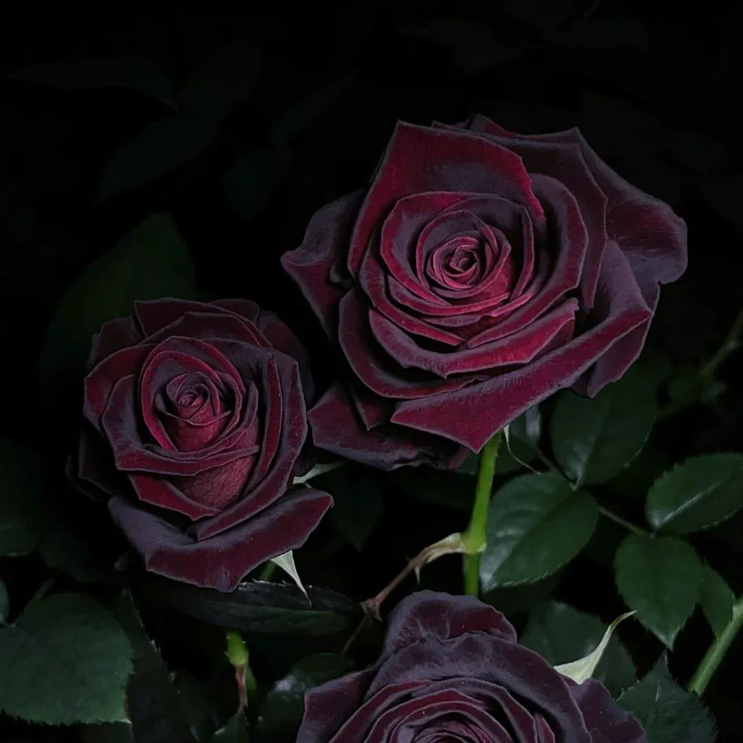 🖤Rare Black Baccara Rose🌹A black rose with a super velvety feel!