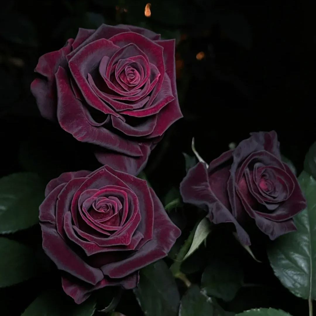 🖤Rare Black Baccara Rose🌹A black rose with a super velvety feel!