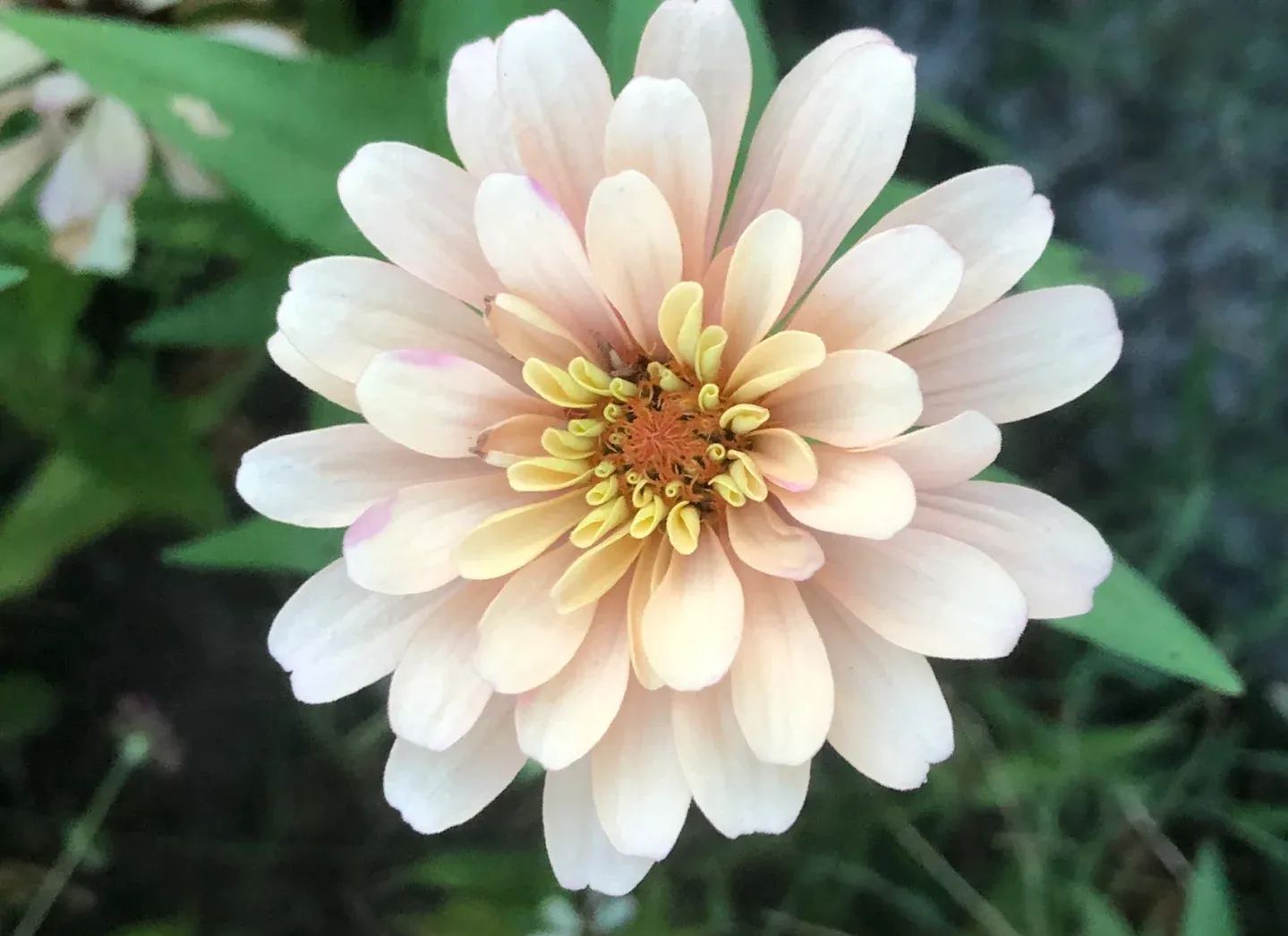 Zinnias