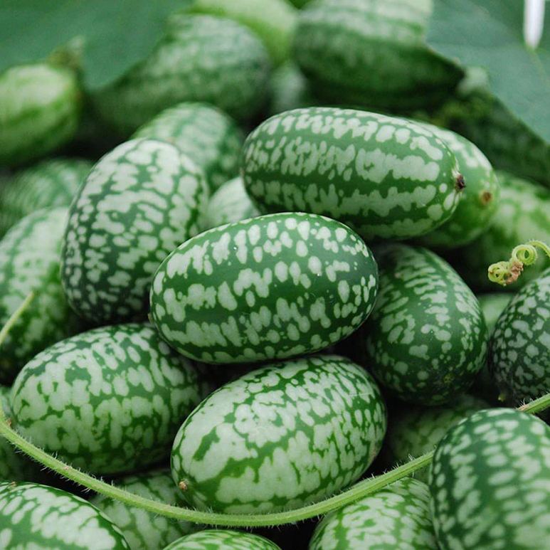 Mexican Sour Gherkin Cucumber Seeds