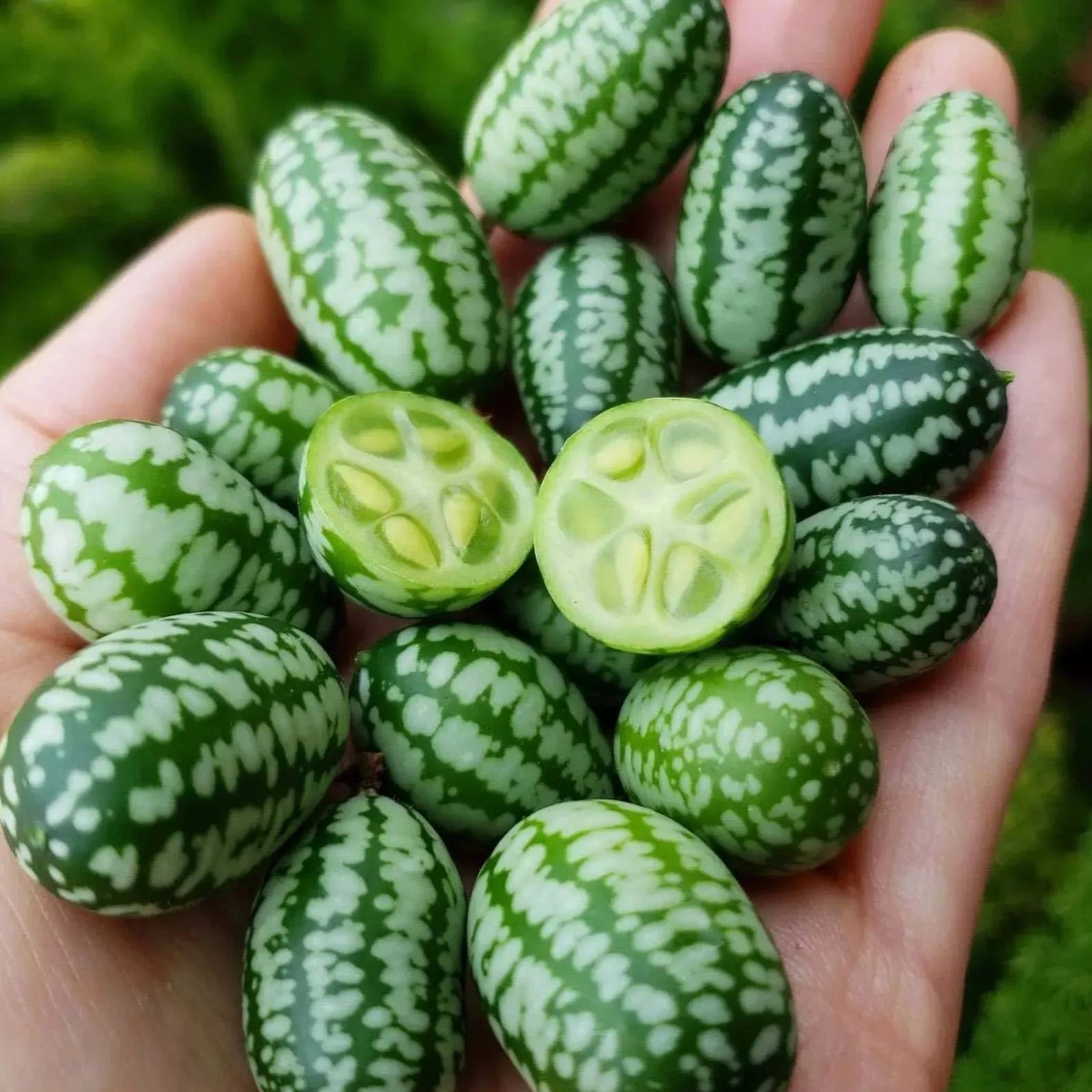 🥒🌞Mexican Sour Gherkin Cucumber Seeds