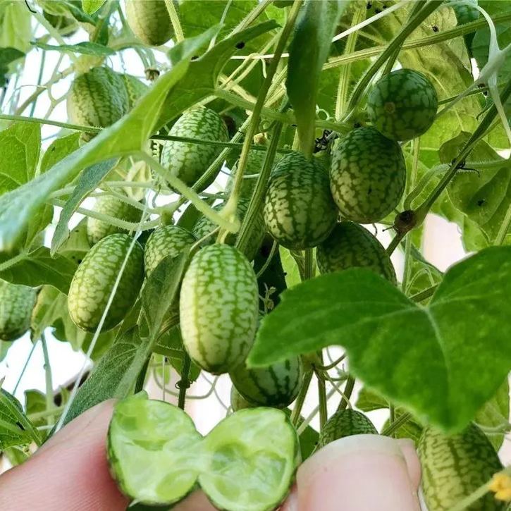 🌞🍉 The Lying Thumb Watermelon – Mini Cucumber Seeds🥒