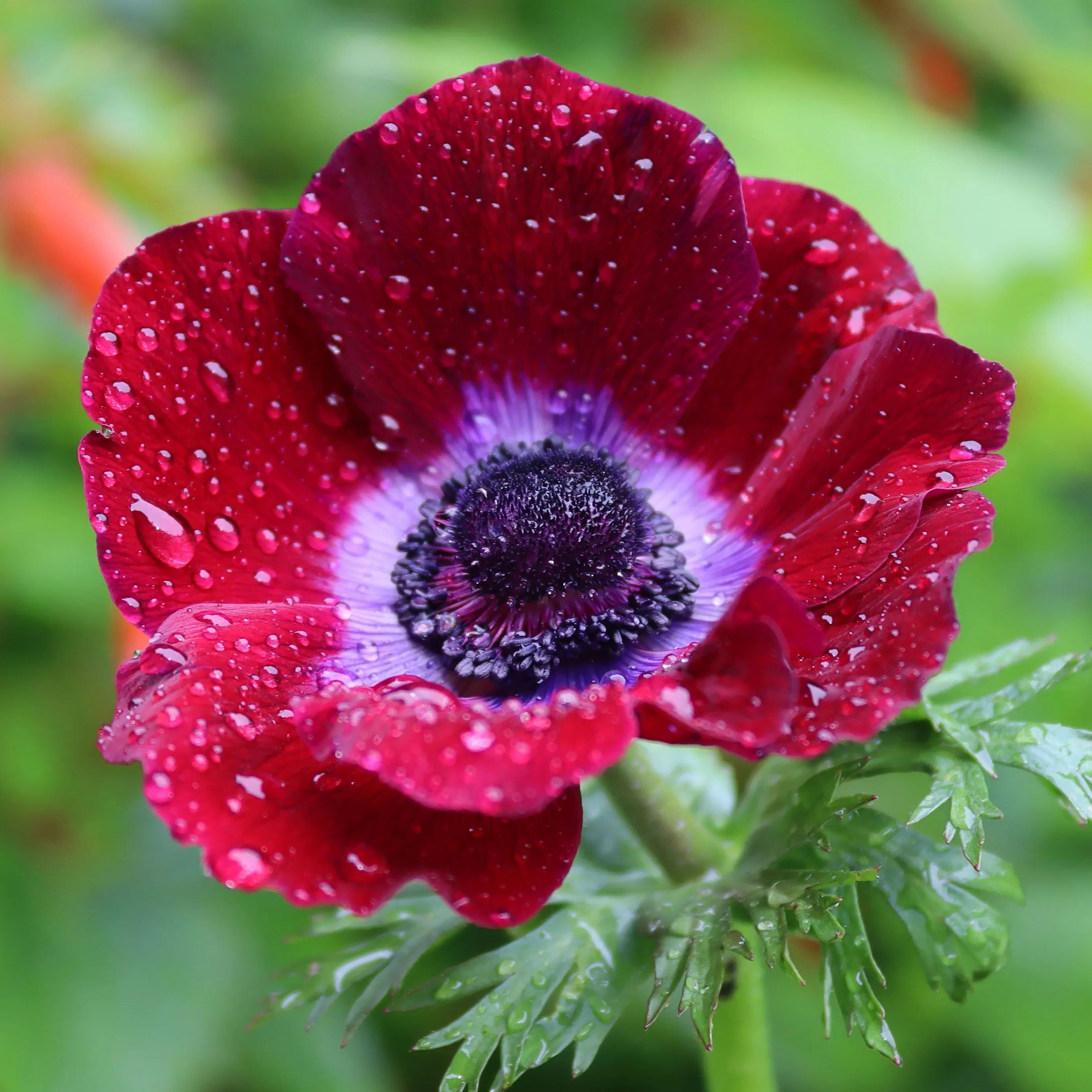 Bordeaux Anemone Seeds
