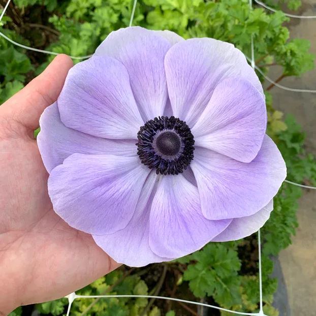 Azzurro Anemone Seeds