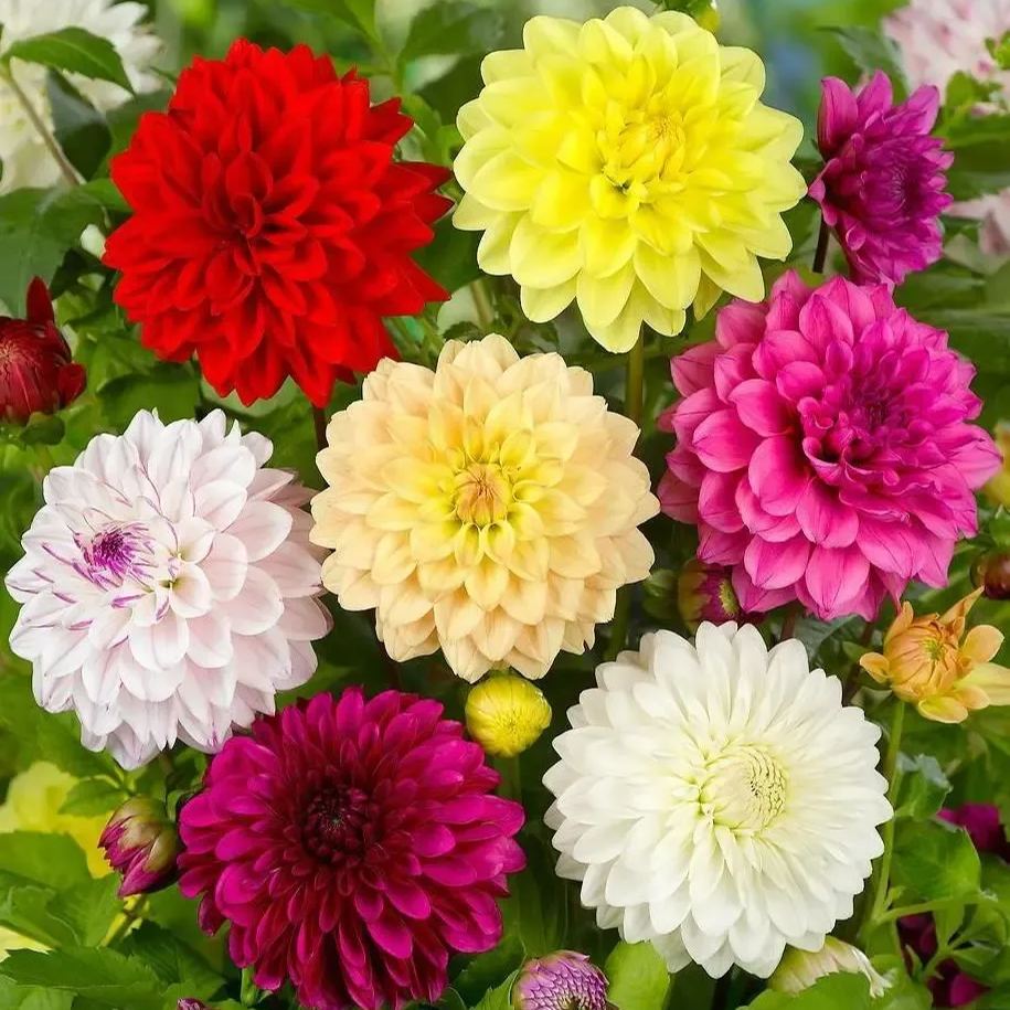🔥Spring Hot Selling💐Mixed Color Dahlia Seeds