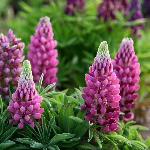 Lupine flower seeds