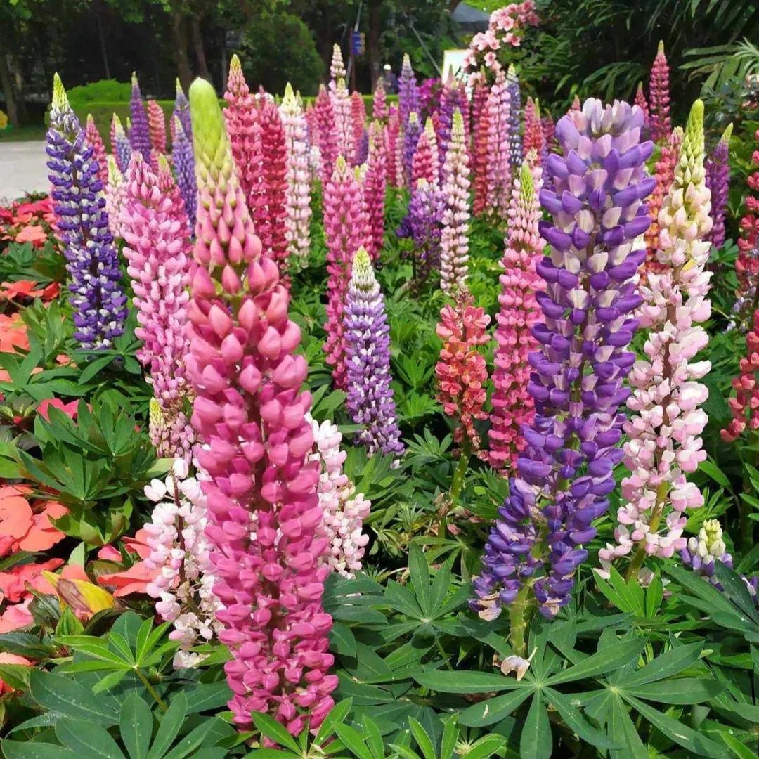 Lupine flower seeds