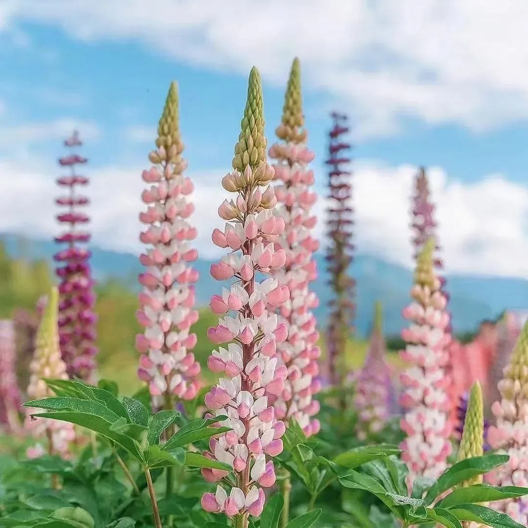 Lupine flower seeds