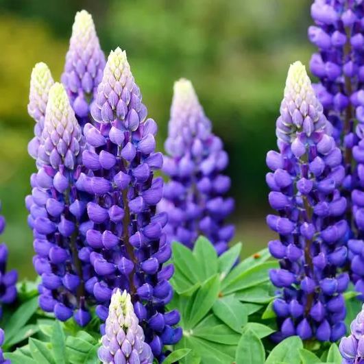 Lupine flower seeds
