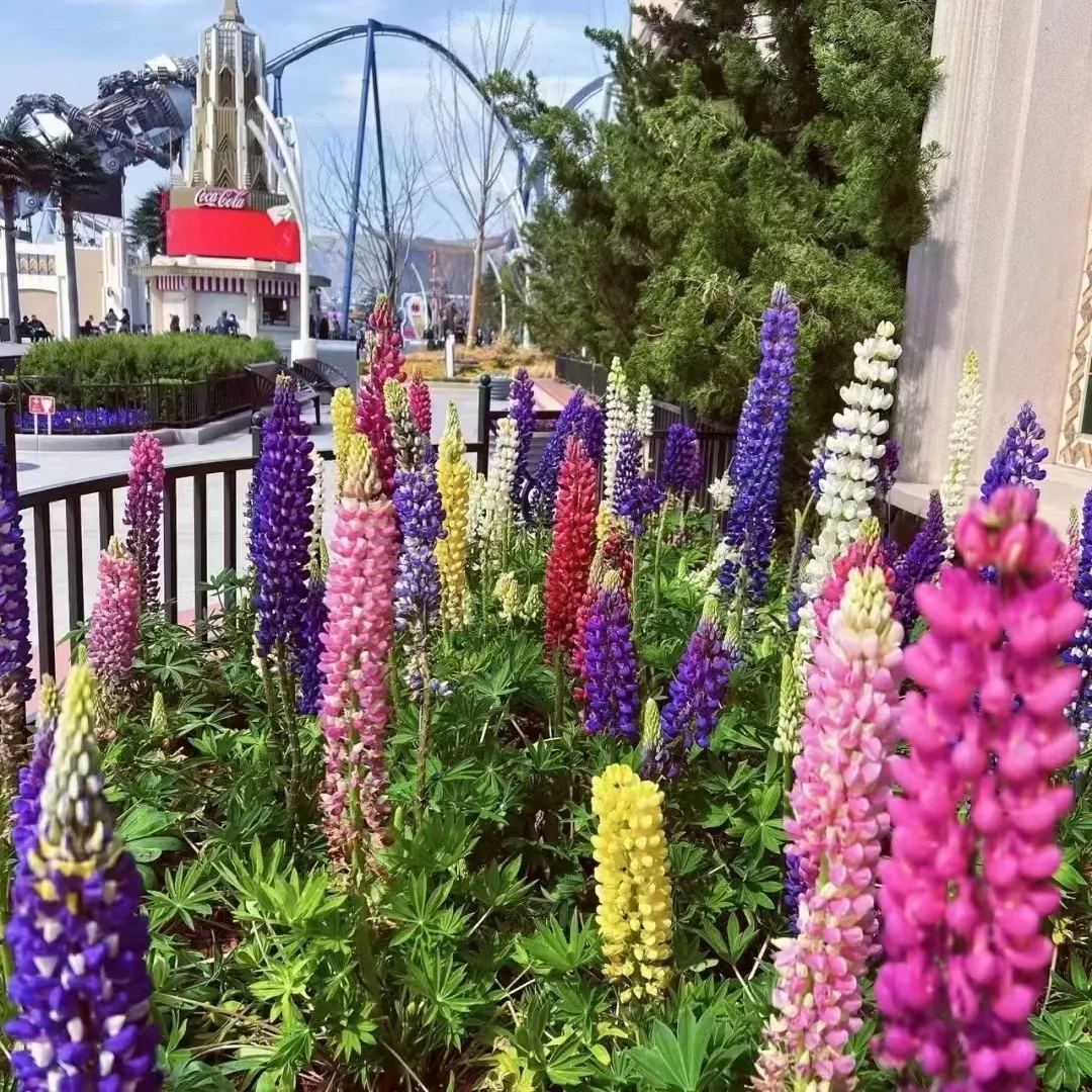 ✨54% OFF🌈Lupine flower seeds