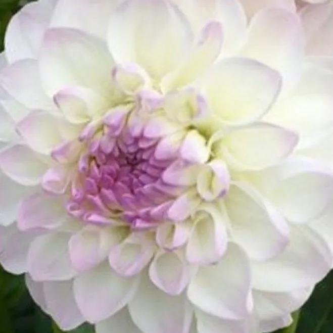 Blue Fireball Dahlia Seeds Heirlooms 15 Color