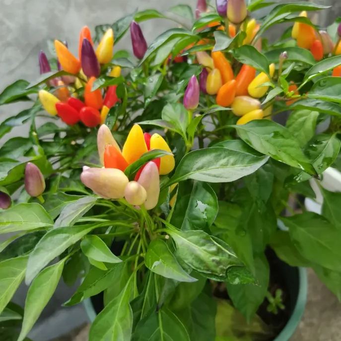 🌶️56% OFF💥🔥Colorful Hot Pepper Seeds🌈