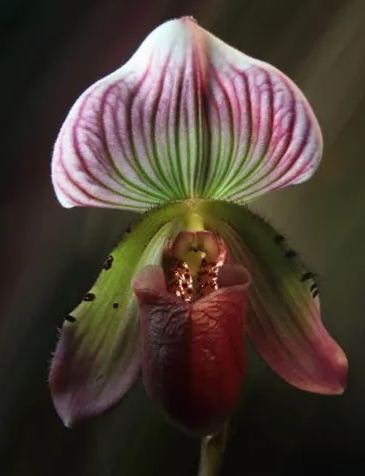 🥳54% OFF🌿Rare Paphiopedilum Seeds Rare Flower Orchid Seeds For Home Garden Plants