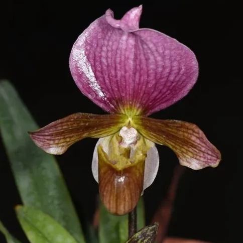 🥳54% OFF🌿Rare Paphiopedilum Seeds Rare Flower Orchid Seeds For Home Garden Plants