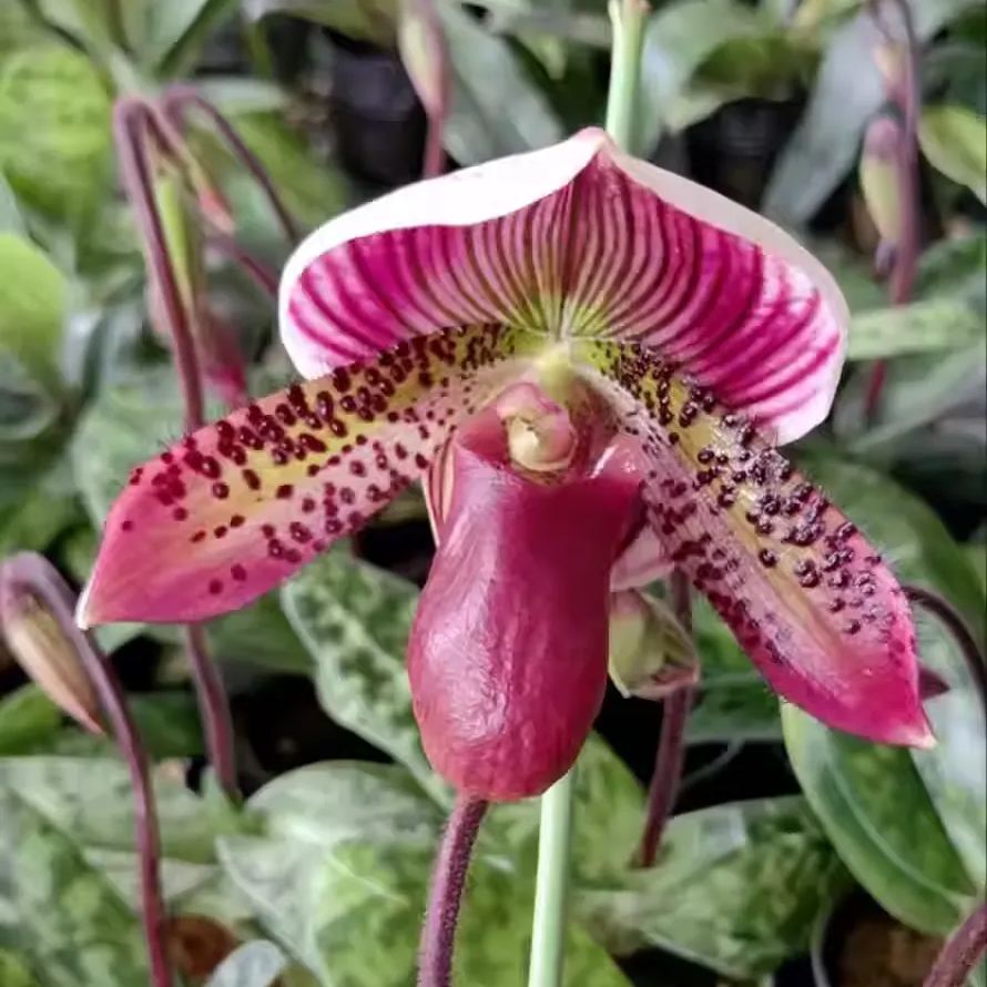 🥳54% OFF🌿Rare Paphiopedilum Seeds Rare Flower Orchid Seeds For Home Garden Plants