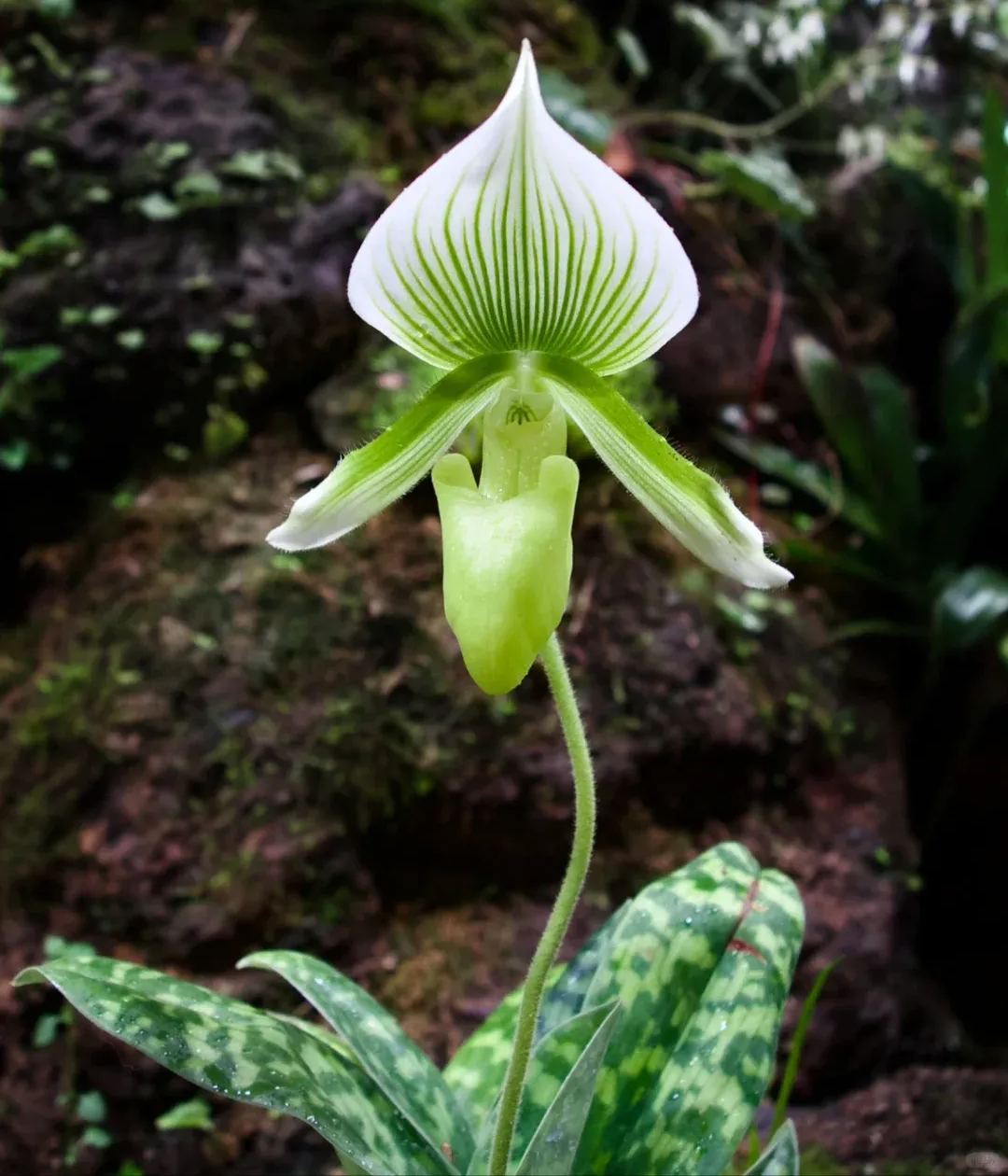 🥳54% OFF🌿Orchid Seeds Rare Flower Orchid Seeds For Home Garden Plants