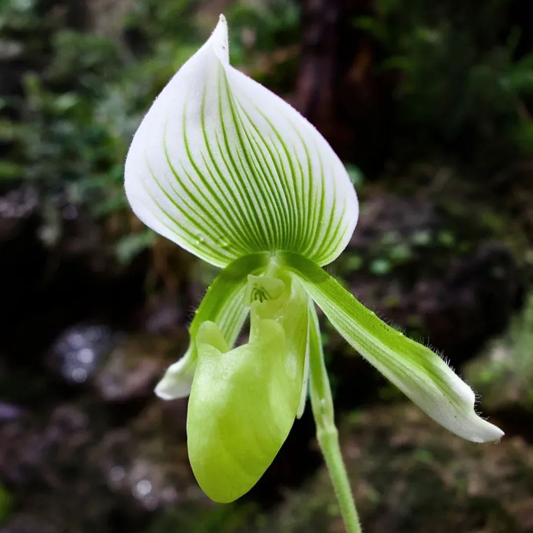 🥳54% OFF🌿Orchid Seeds Rare Flower Orchid Seeds For Home Garden Plants