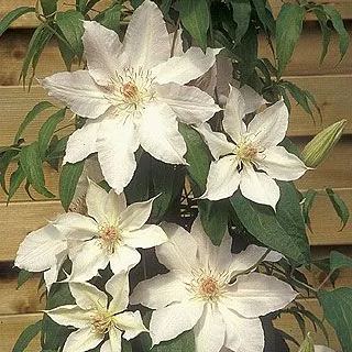 Clematis White Seeds 50/100/200PCS