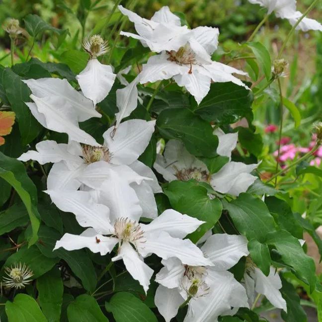 Clematis White Seeds 50/100/200PCS