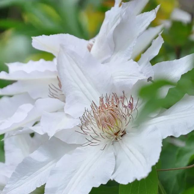 Clematis White Seeds 50/100/200PCS